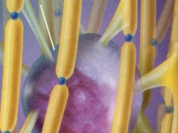 illustration leucodystrophies